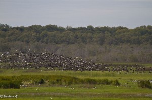 IMG_1929