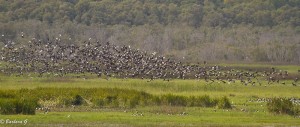 IMG_1930