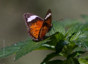 IMG_1945