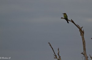 IMG_2021