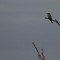 IMG_2021