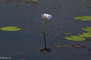 IMG_2037