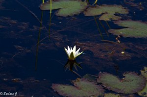 IMG_2038