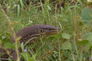 IMG_2079