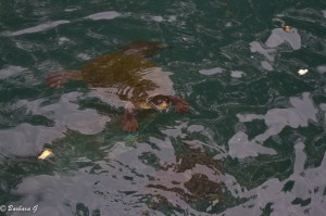 IMG_2099