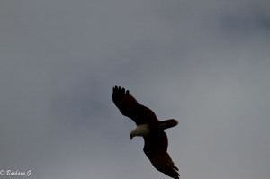 IMG_2109