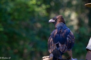 IMG_2178