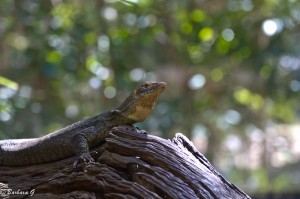 IMG_2375