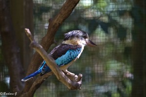 IMG_2383