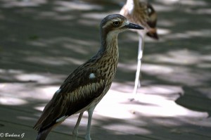 IMG_2385