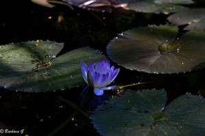 IMG_2457