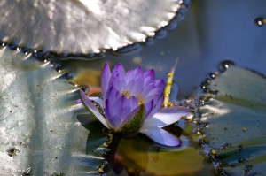 IMG_2458