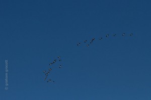 IMG_2494