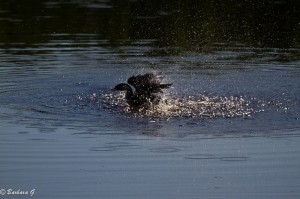 IMG_2502