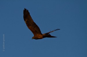 IMG_2511