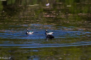 IMG_2518