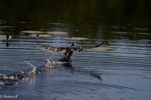 IMG_2530