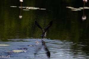IMG_2533