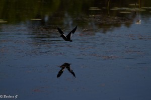 IMG_2545