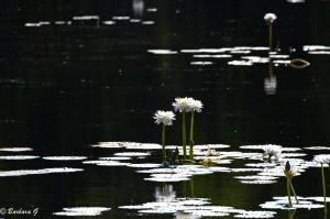 IMG_2548
