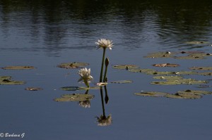 IMG_2555