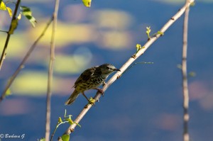 IMG_2568