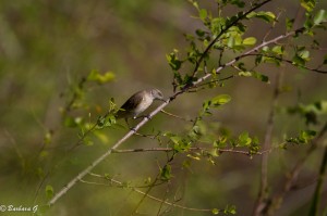 IMG_2606