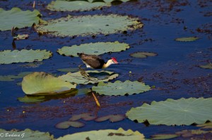 IMG_2710