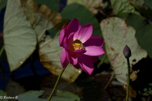 IMG_2720