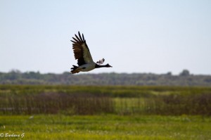 IMG_2775