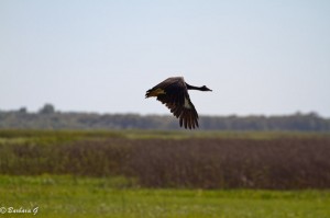 IMG_2776