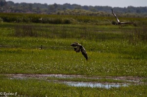 IMG_2786