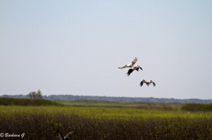 IMG_2817