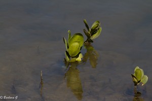 IMG_2921