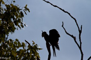 IMG_3008