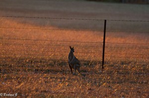 IMG_3254