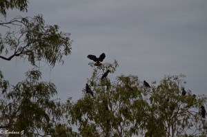 IMG_3305
