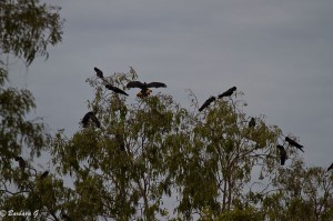 IMG_3323