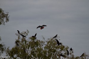 IMG_3330