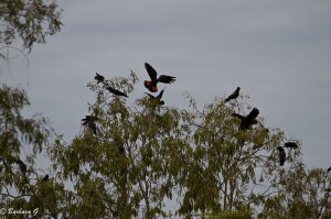 IMG_3332