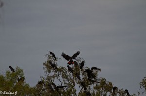 IMG_3485-2