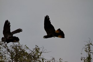 IMG_3526-2