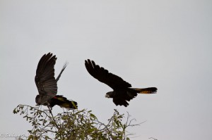 IMG_3527