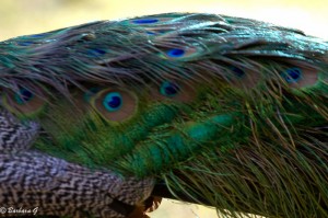 IMG_3651