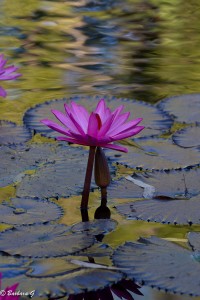 IMG_3674