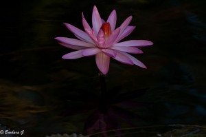 IMG_3677