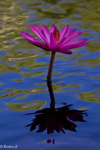 IMG_3679