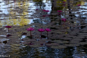 IMG_3681