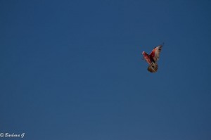 IMG_3728