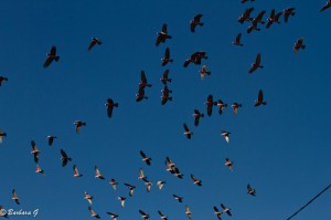 IMG_3834